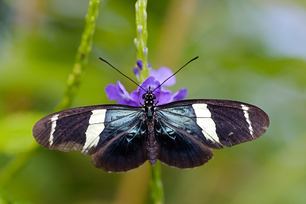 vlinder vlinders hdr insect insecten nederland uitheems Lepidoptera rups rupsen vlindertuin natuur
